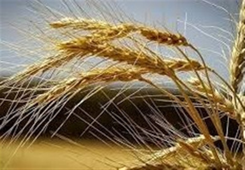 تقویت امنیت غذایی کشور با بومی‌سازی بذرهای راهبردی 